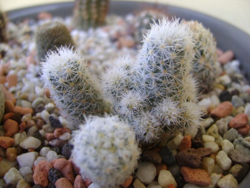 Escobaria sneedii ssp. leei - Cactusi 2017