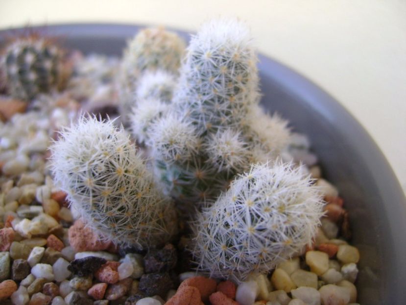 Escobaria sneedii ssp. leei - Cactusi 2017