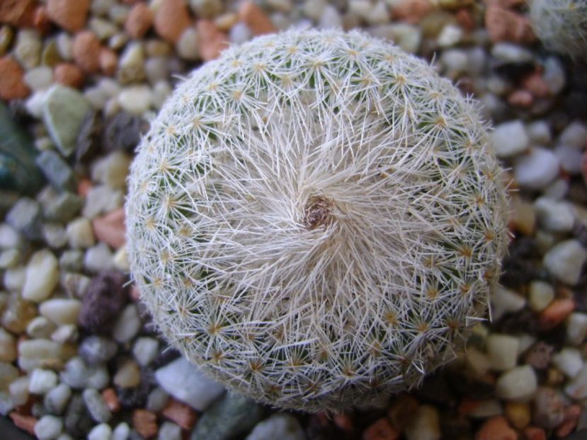 Epithelantha micromeris ssp. greggii - Cactusi 2017