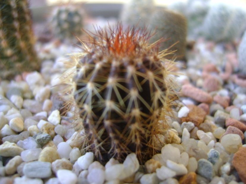 Uebelmania pectinifera - Cactusi 2017