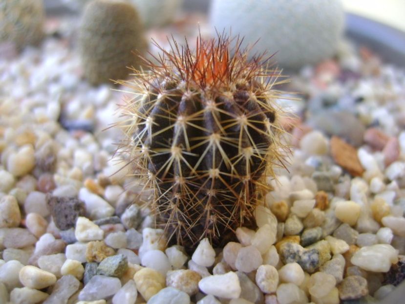 Uebelmania pectinifera - Cactusi 2017