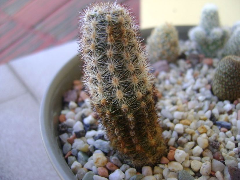 Pygmaeocereus bylesianus - Cactusi 2017