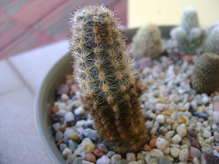 Pygmaeocereus bylesianus - Cactusi 2017