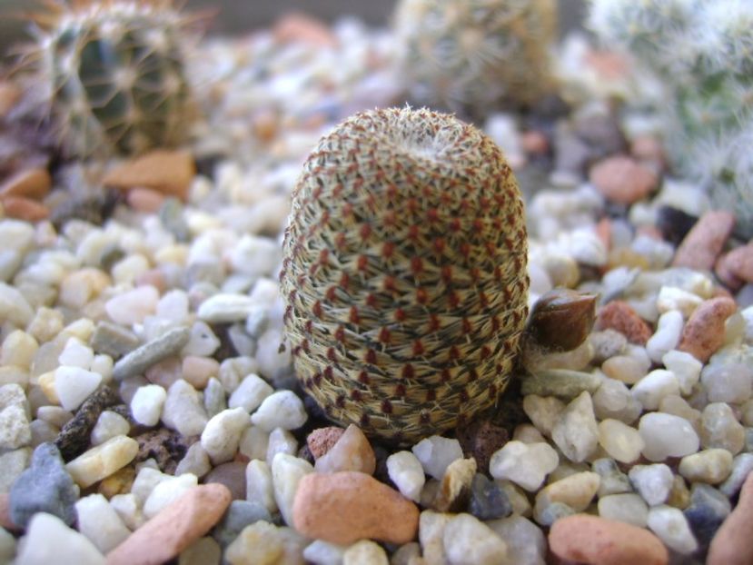 Aylostera heliosa, boboc - Cactusi 2017