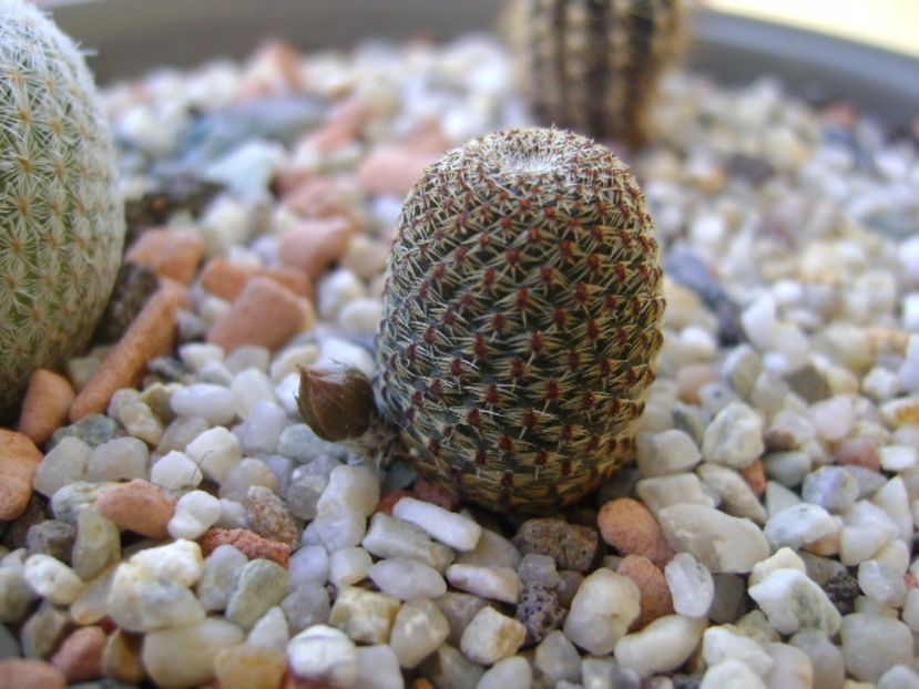 Aylostera heliosa - Cactusi 2017
