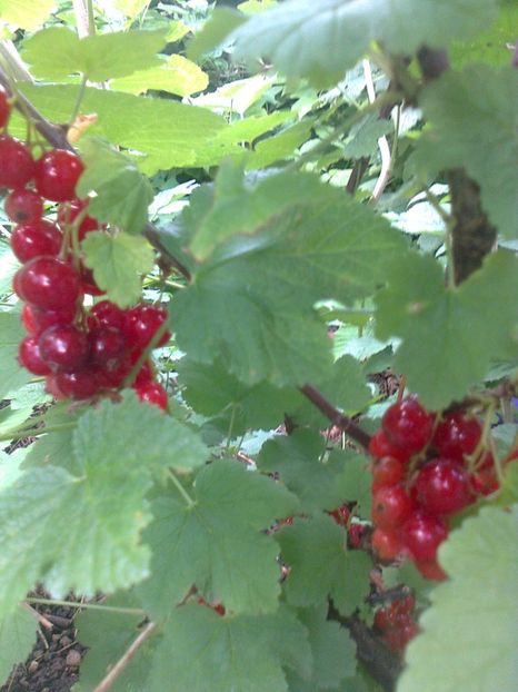Coacaz rosu Jonkheer van Tets,30.05.2017 - Gradina mea