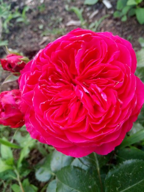  - Red Leonardo da Vinci