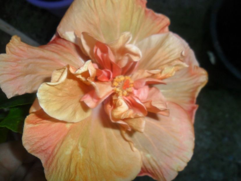 indian karma - 0000-colectia mea de hibiscusi