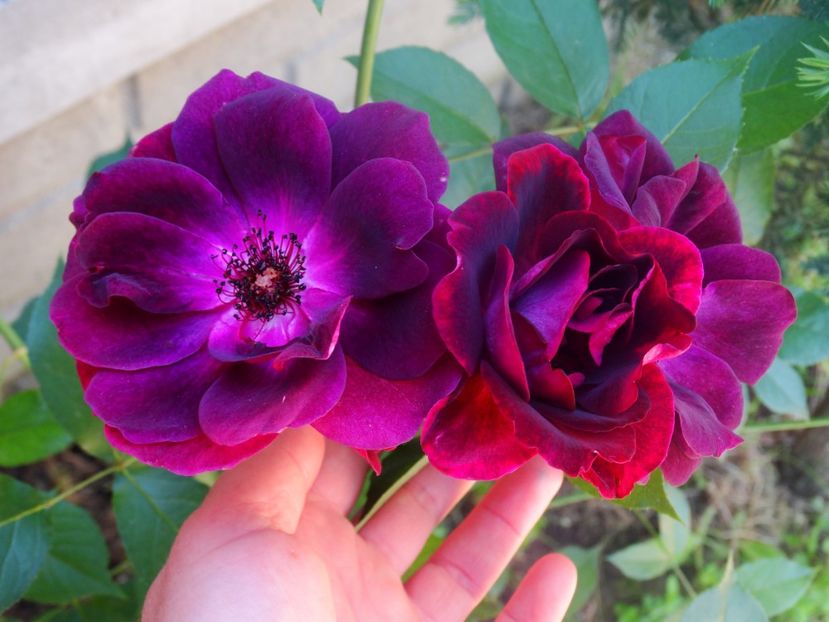  - Burgundy Iceberg