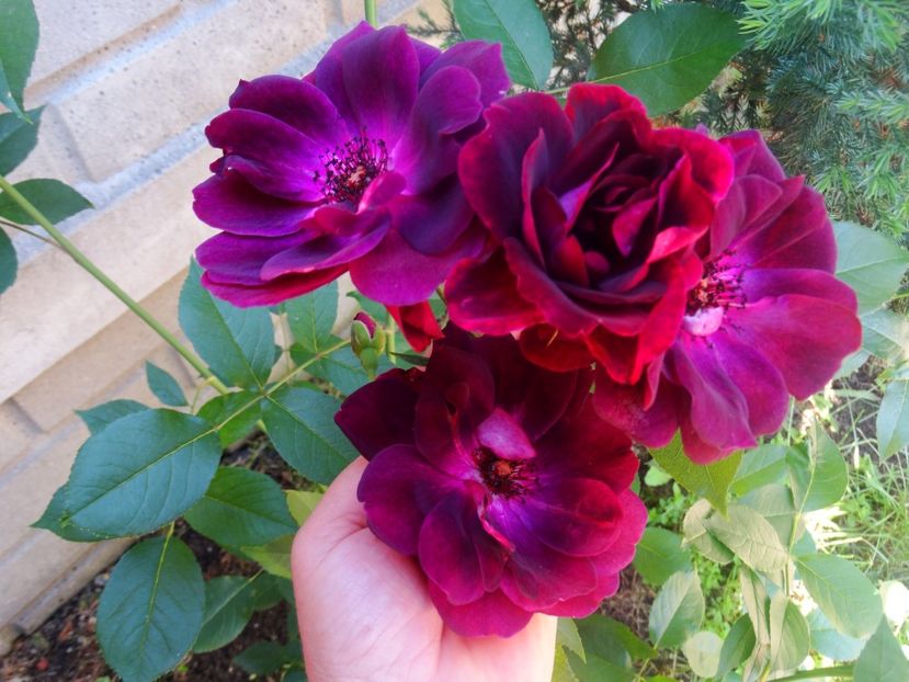  - Burgundy Iceberg