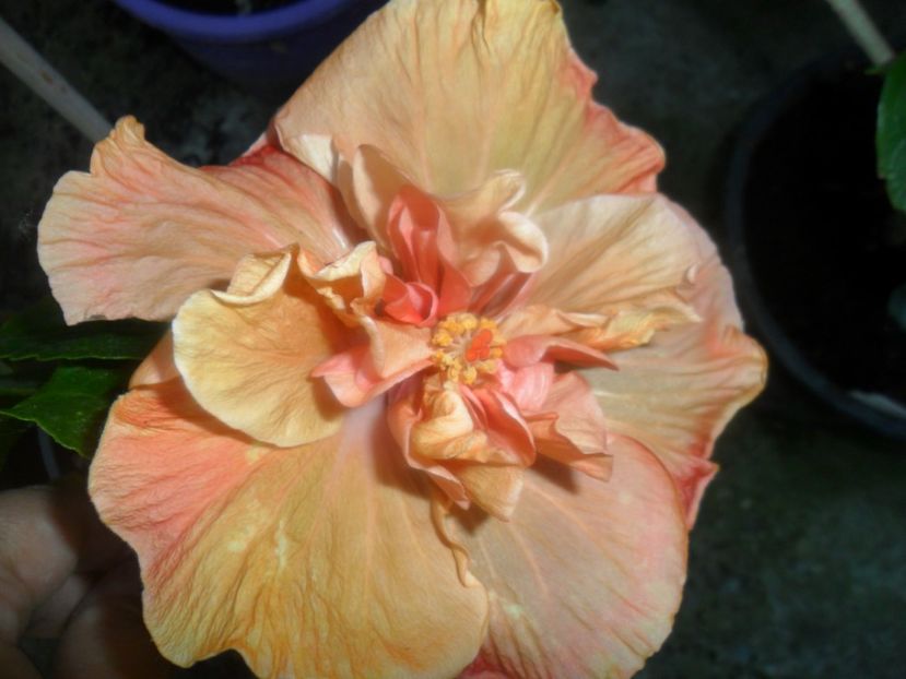  - 000-hibiscusi deosebiti