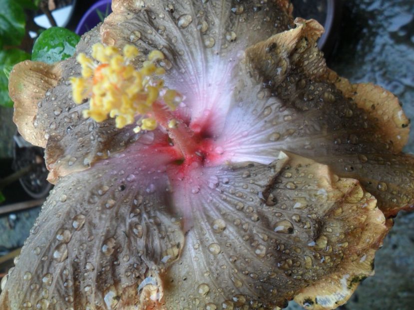  - 000-hibiscusi deosebiti