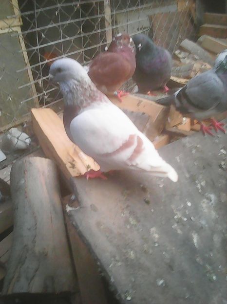 Photo0748 - Voiajori standard argintii