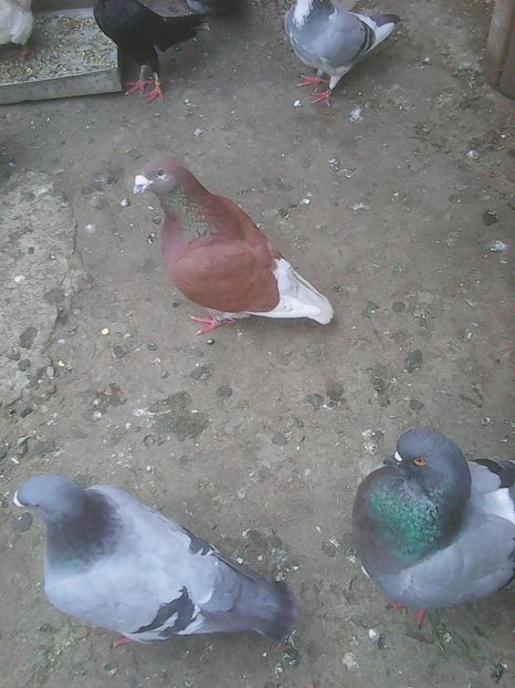 Photo0702 - Standard diverse culori