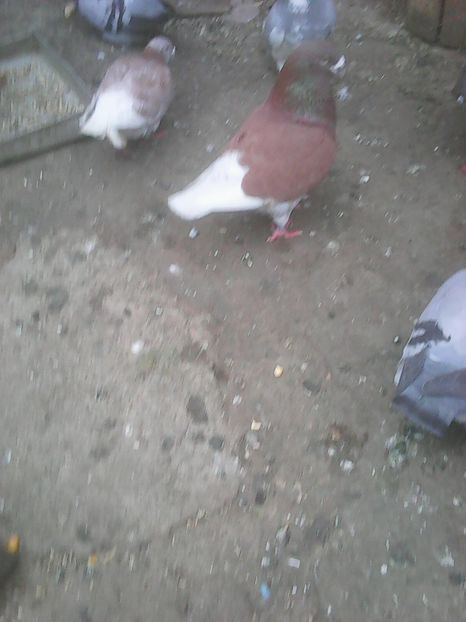 Photo0703 - Standard diverse culori