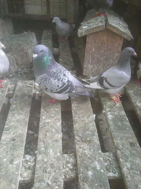 Photo0711 - Standard diverse culori