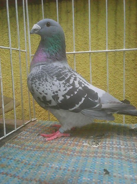 Photo0714 - Standard diverse culori