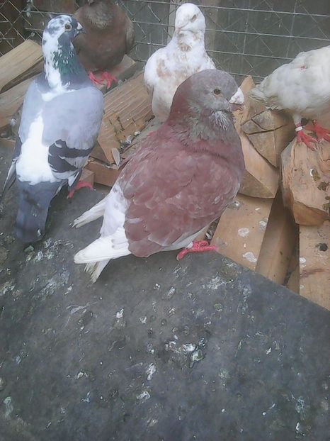 Photo0727 - Standard diverse culori