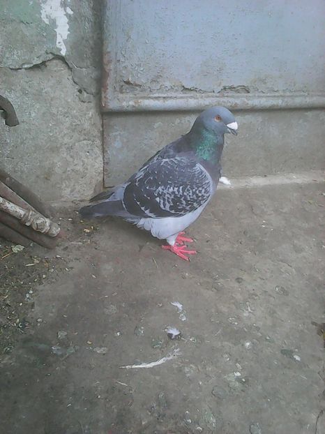 Photo0730 - Standard diverse culori