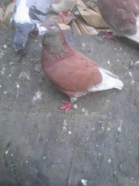 Photo0733 - Standard diverse culori