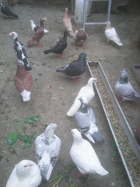 Photo0741 - Standard diverse culori