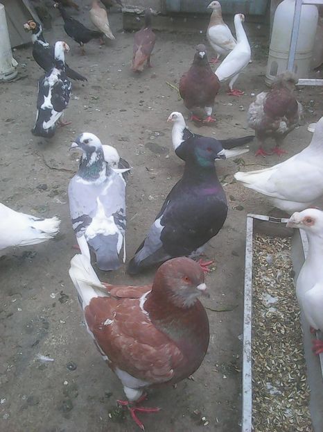 Photo0743 - Standard diverse culori