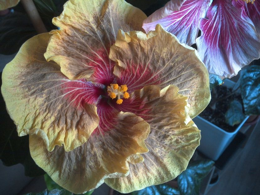 Tigerama - 0Hibiscus in colectie infloriti