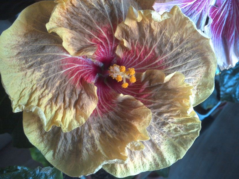 Tigerama - 0Hibiscus in colectie infloriti