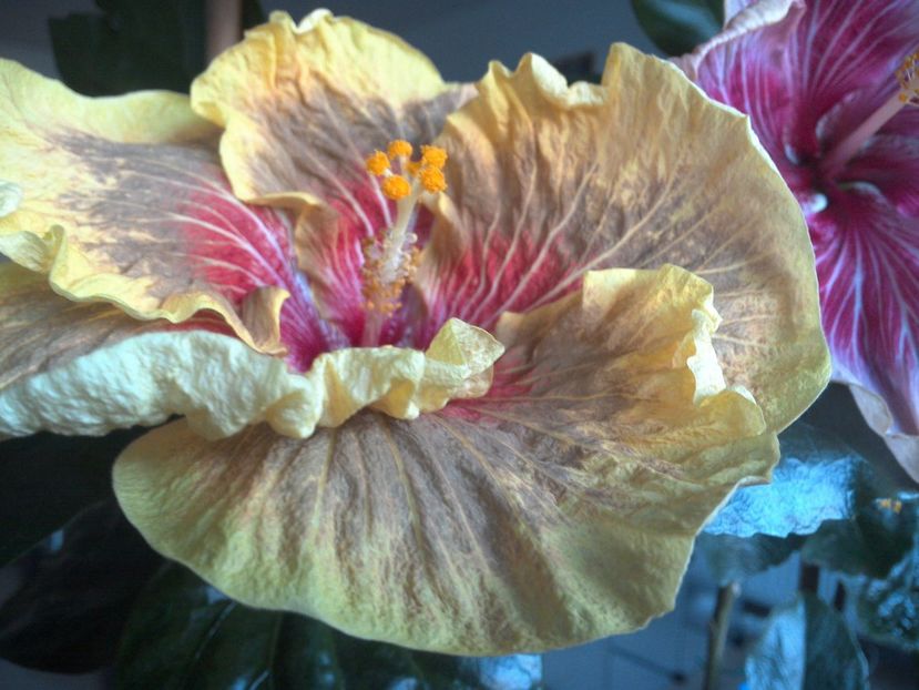 WIN_20170530_185450 - Tigerama