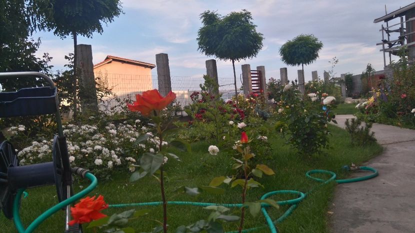  - Cum a evoluat gradina mea