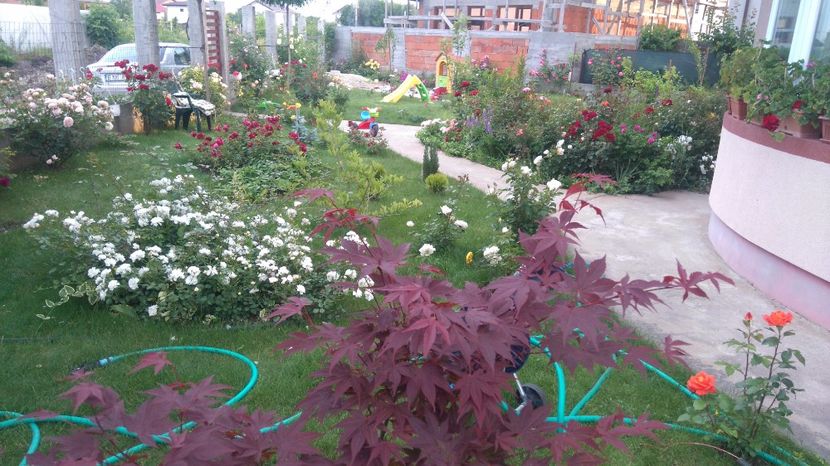  - Cum a evoluat gradina mea