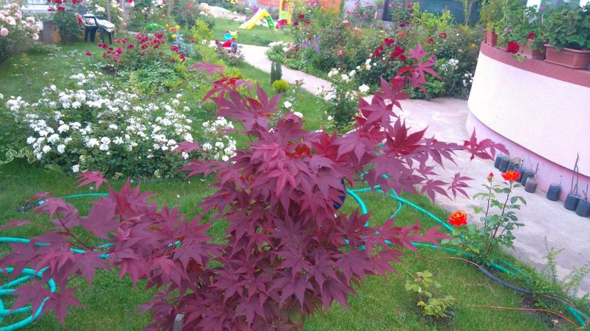 Mai 2017 - Cum a evoluat gradina mea