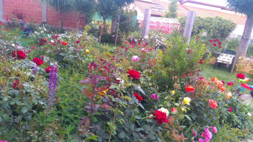  - Cum a evoluat gradina mea