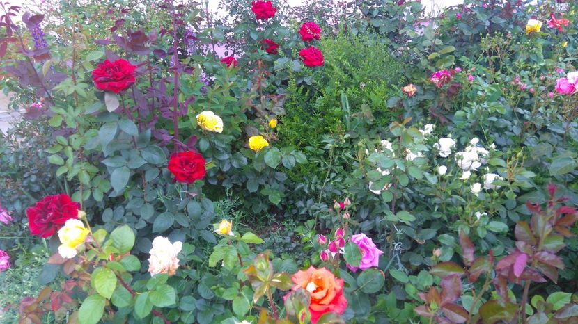 Mai 2017 - Cum a evoluat gradina mea