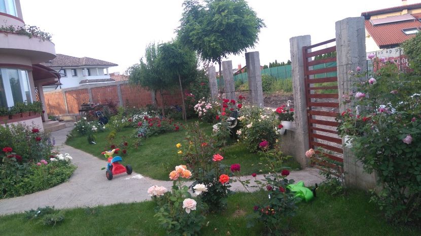  - Cum a evoluat gradina mea