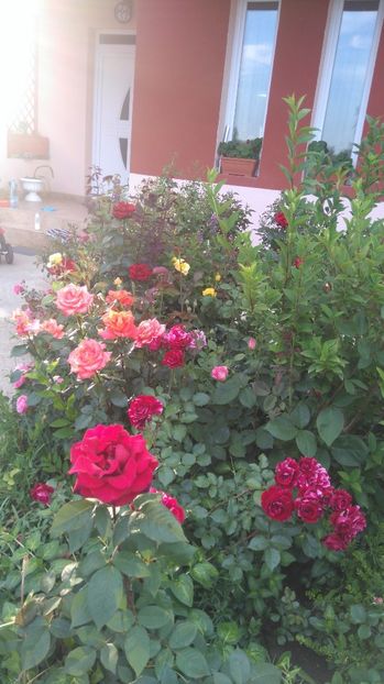  - Cum a evoluat gradina mea