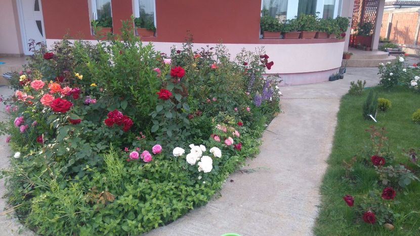  - Cum a evoluat gradina mea