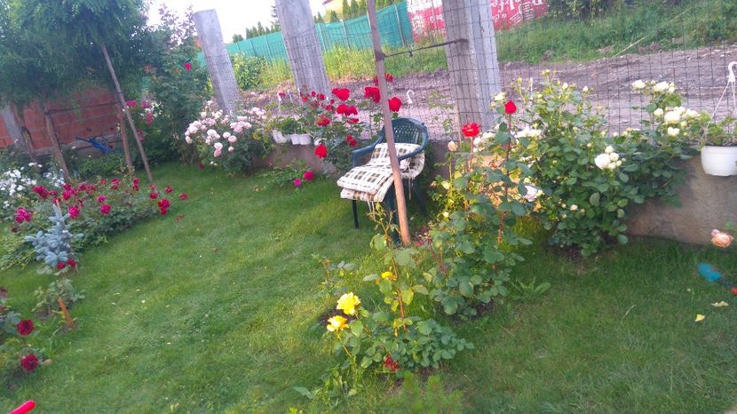  - Cum a evoluat gradina mea