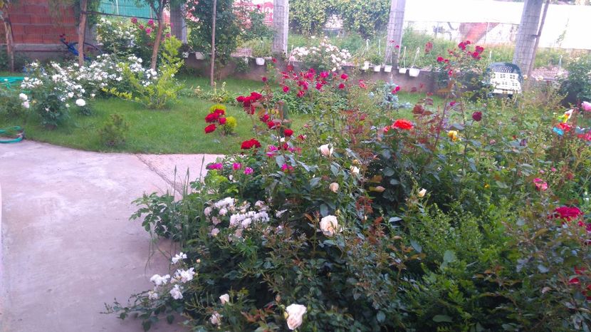  - Cum a evoluat gradina mea