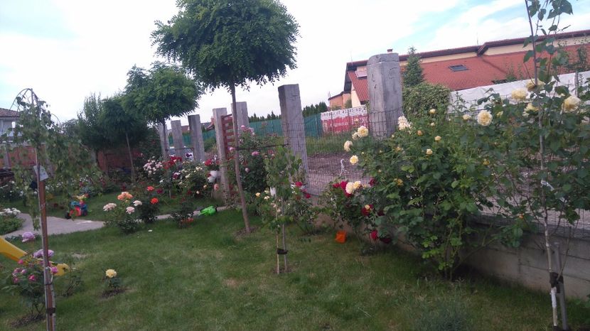  - Cum a evoluat gradina mea