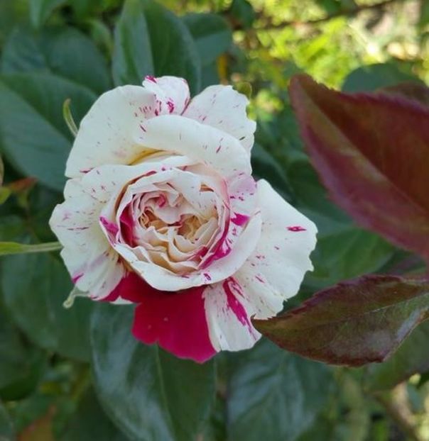 Vanille Fraise 2017 - Vanille Fraise