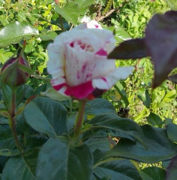 Vanille Fraise imbobocit - Vanille Fraise