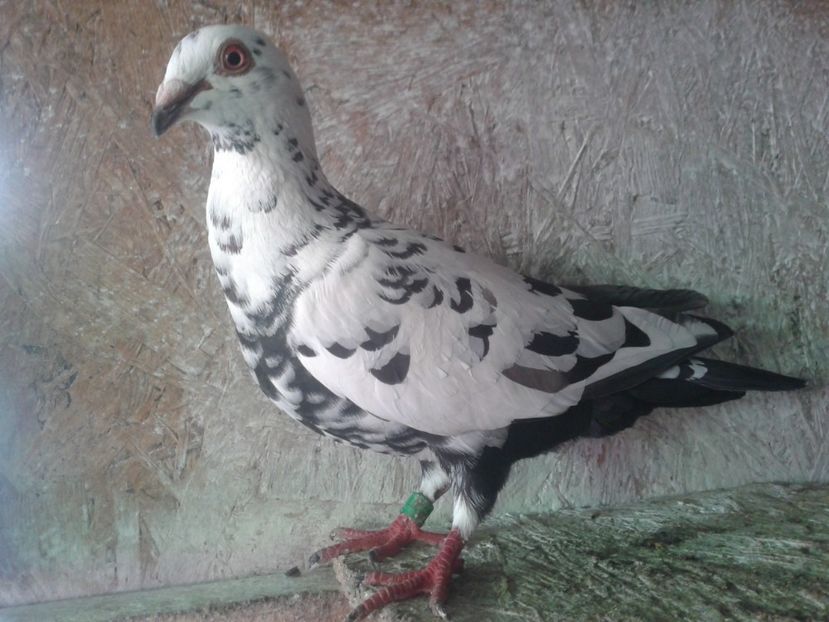 femela, 2016 - Arhiva-amintiri
