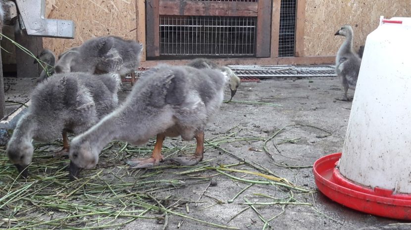  - 3 Boboci de gasca Africana 2017