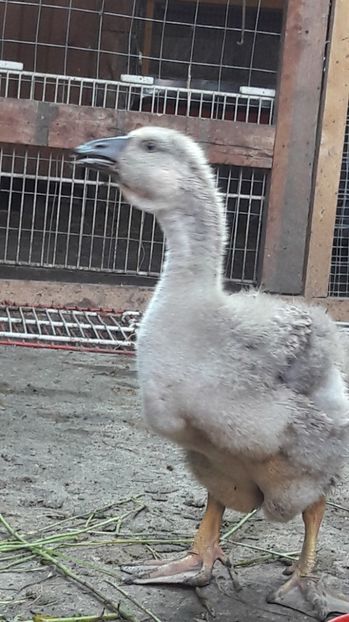  - 3 Boboci de gasca Africana 2017