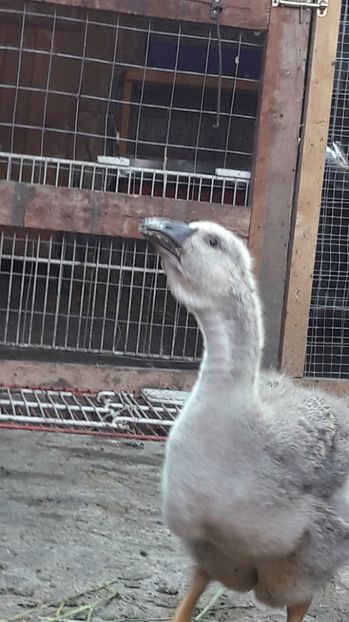  - 3 Boboci de gasca Africana 2017