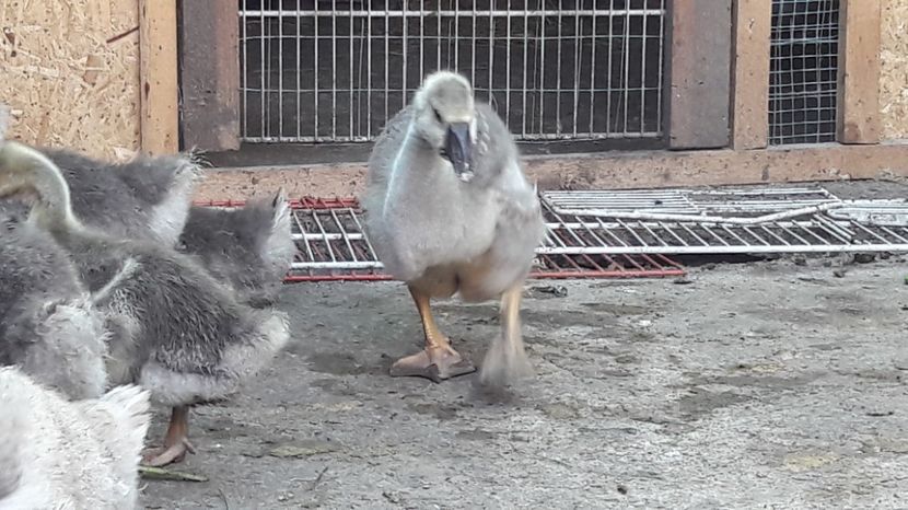  - 3 Boboci de gasca Africana 2017