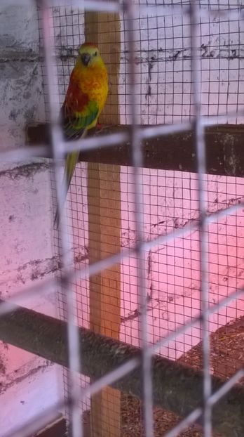  - papagali cantatori