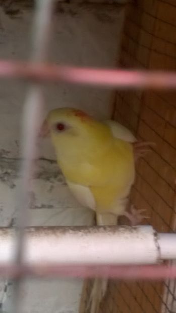  - papagali cantatori