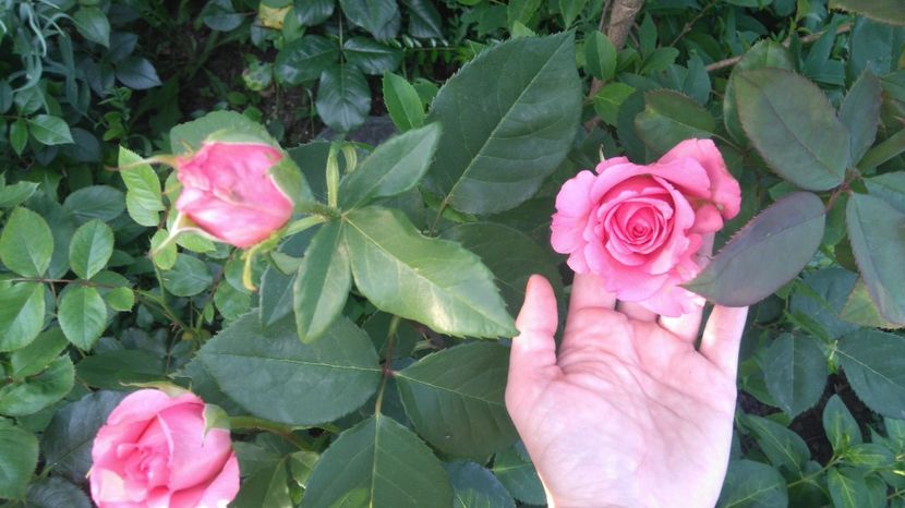 Bel Ange - Trandafiri comerciali